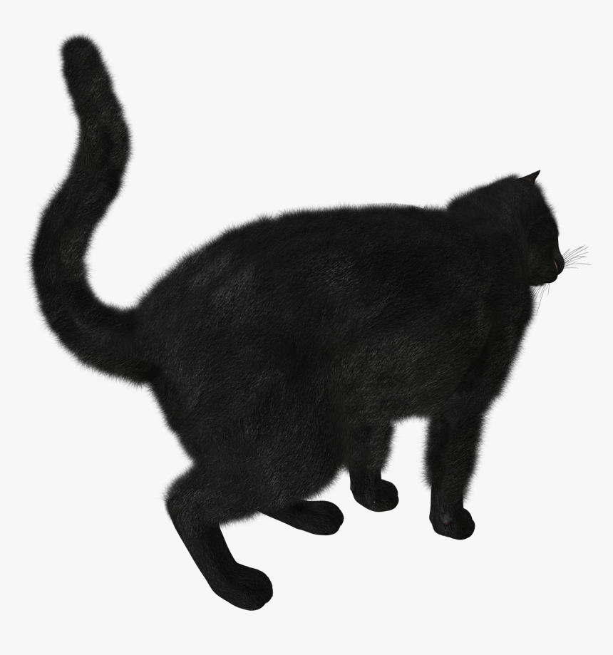 Detail Black Cat Transparent Background Nomer 37