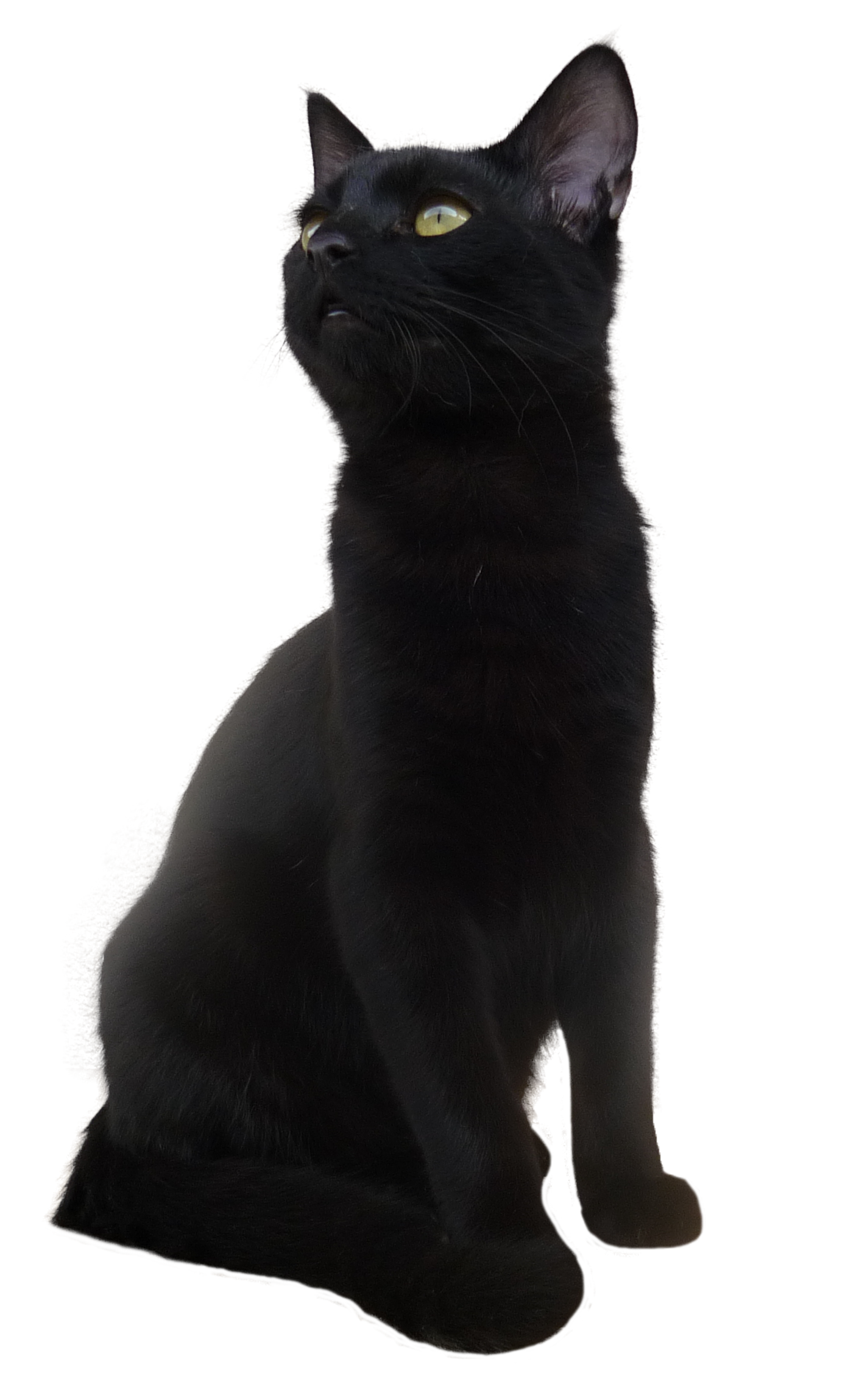 Detail Black Cat Transparent Background Nomer 7