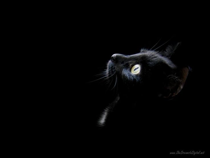 Black Cat Wallpaper - KibrisPDR