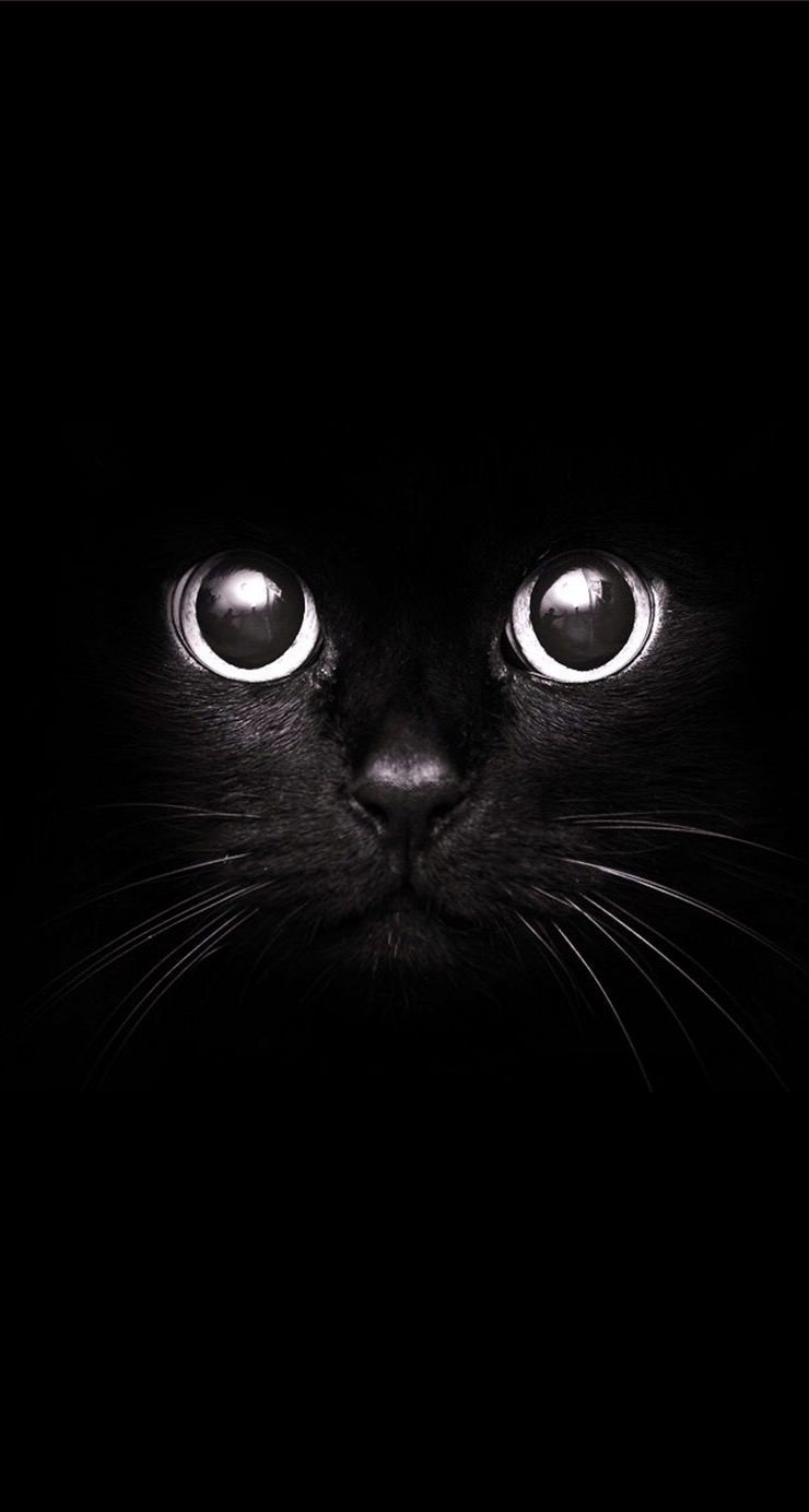 Detail Black Cat Wallpaper Nomer 3