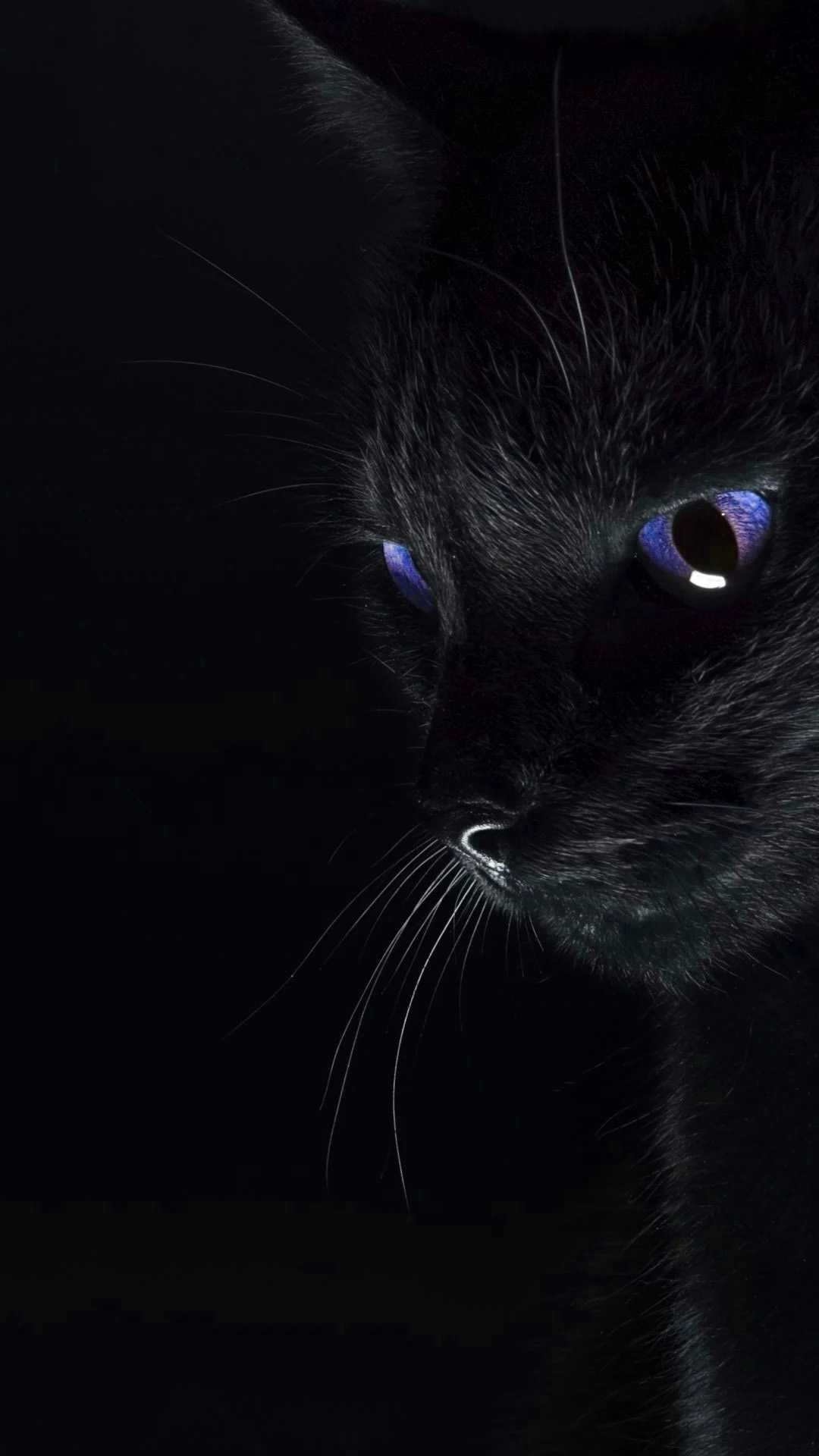 Detail Black Cat Wallpaper Nomer 23