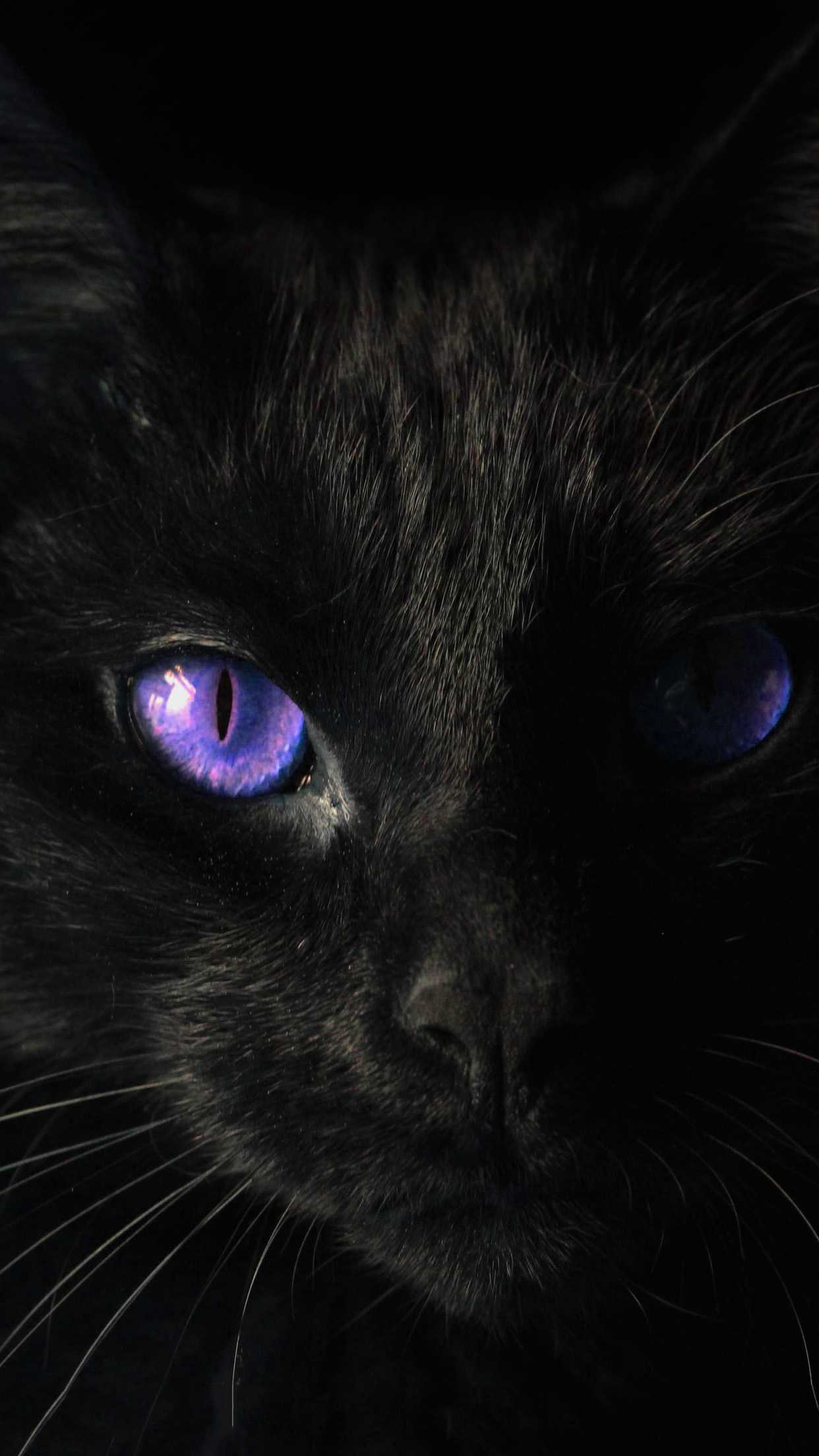 Detail Black Cat Wallpaper Nomer 29