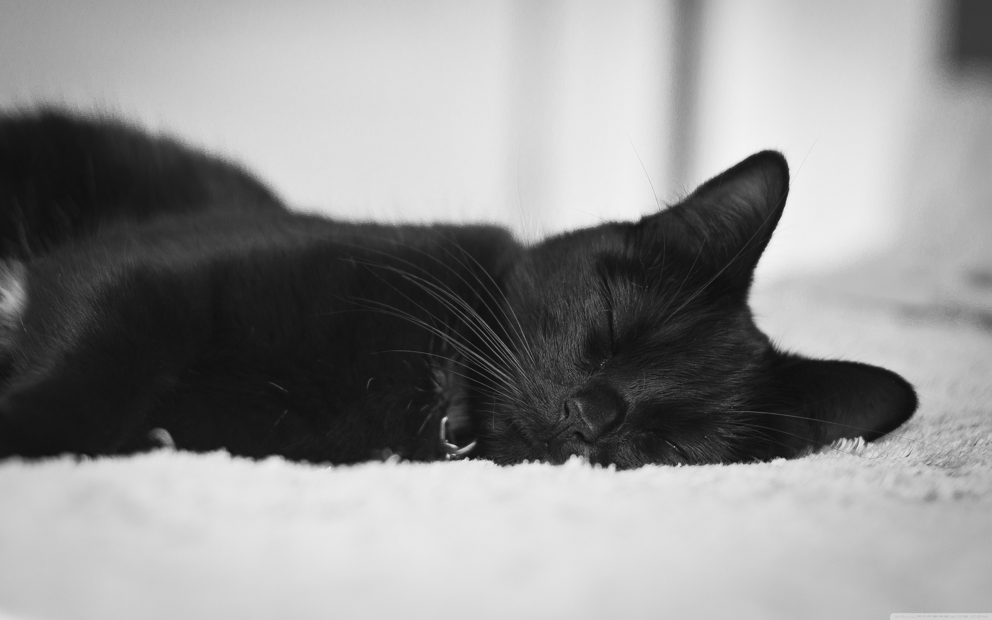 Detail Black Cat Wallpaper Nomer 33