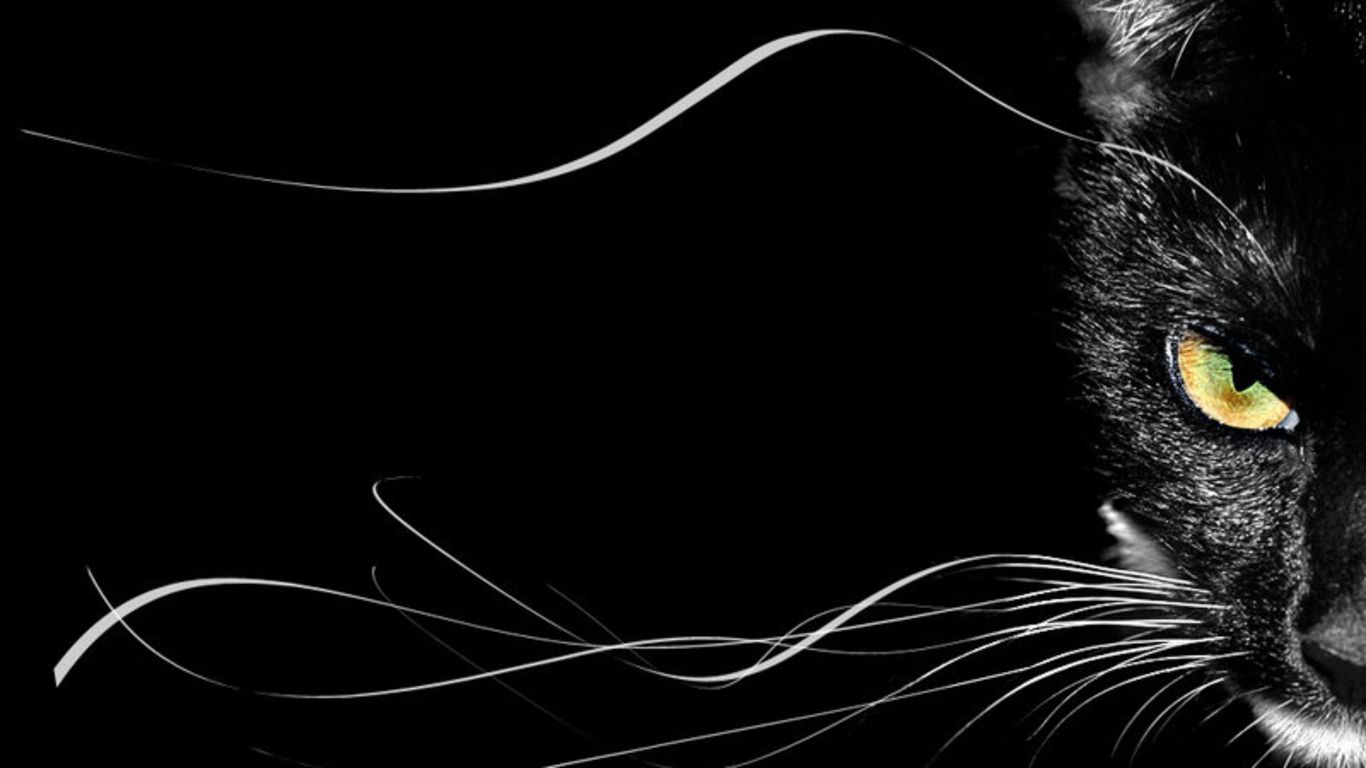 Detail Black Cat Wallpaper Nomer 41