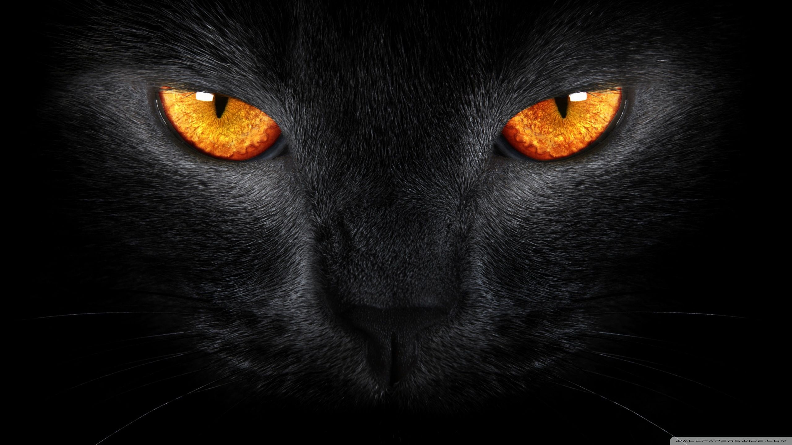 Detail Black Cat Wallpaper Nomer 45