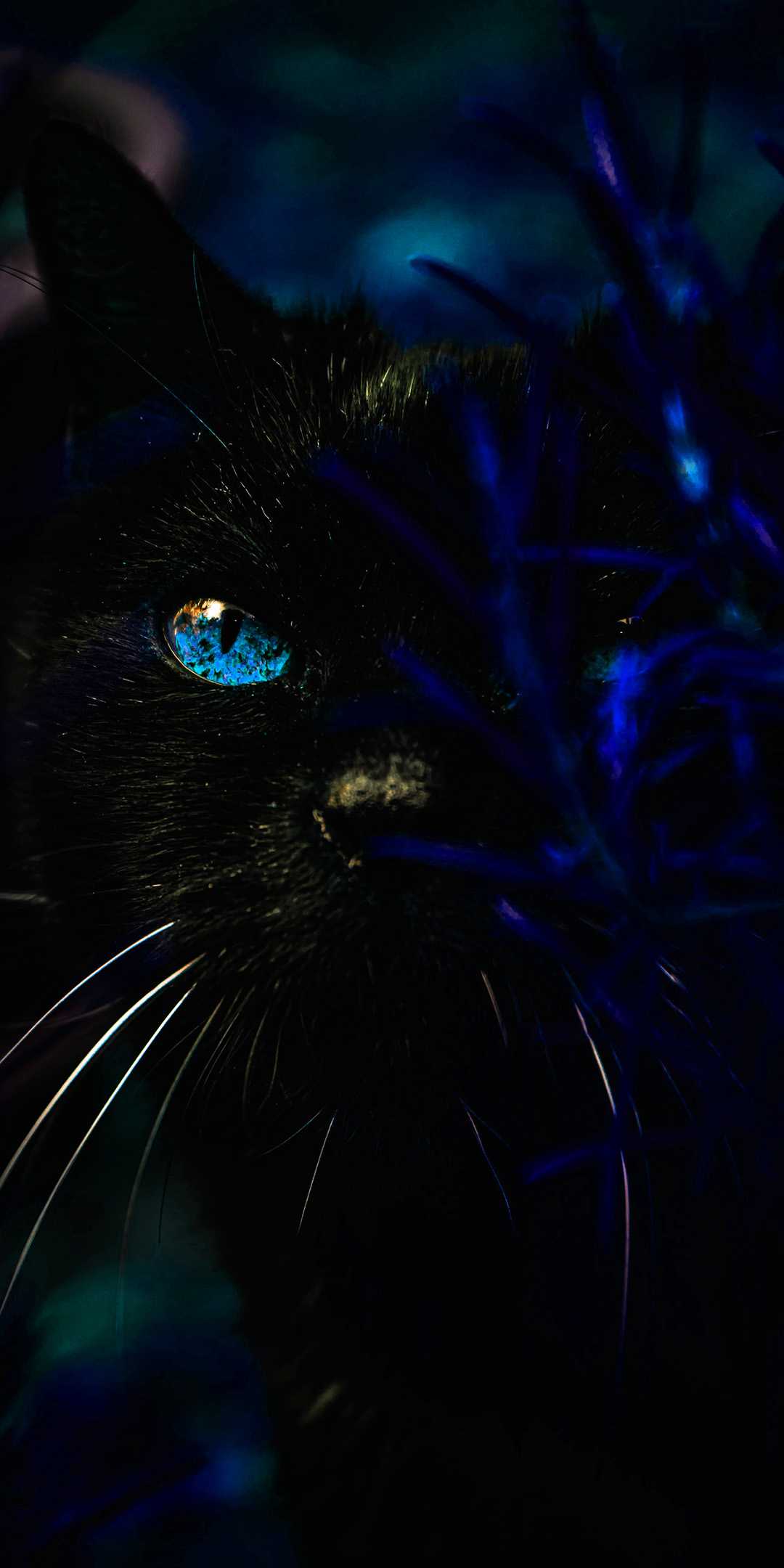 Detail Black Cat Wallpaper Nomer 46
