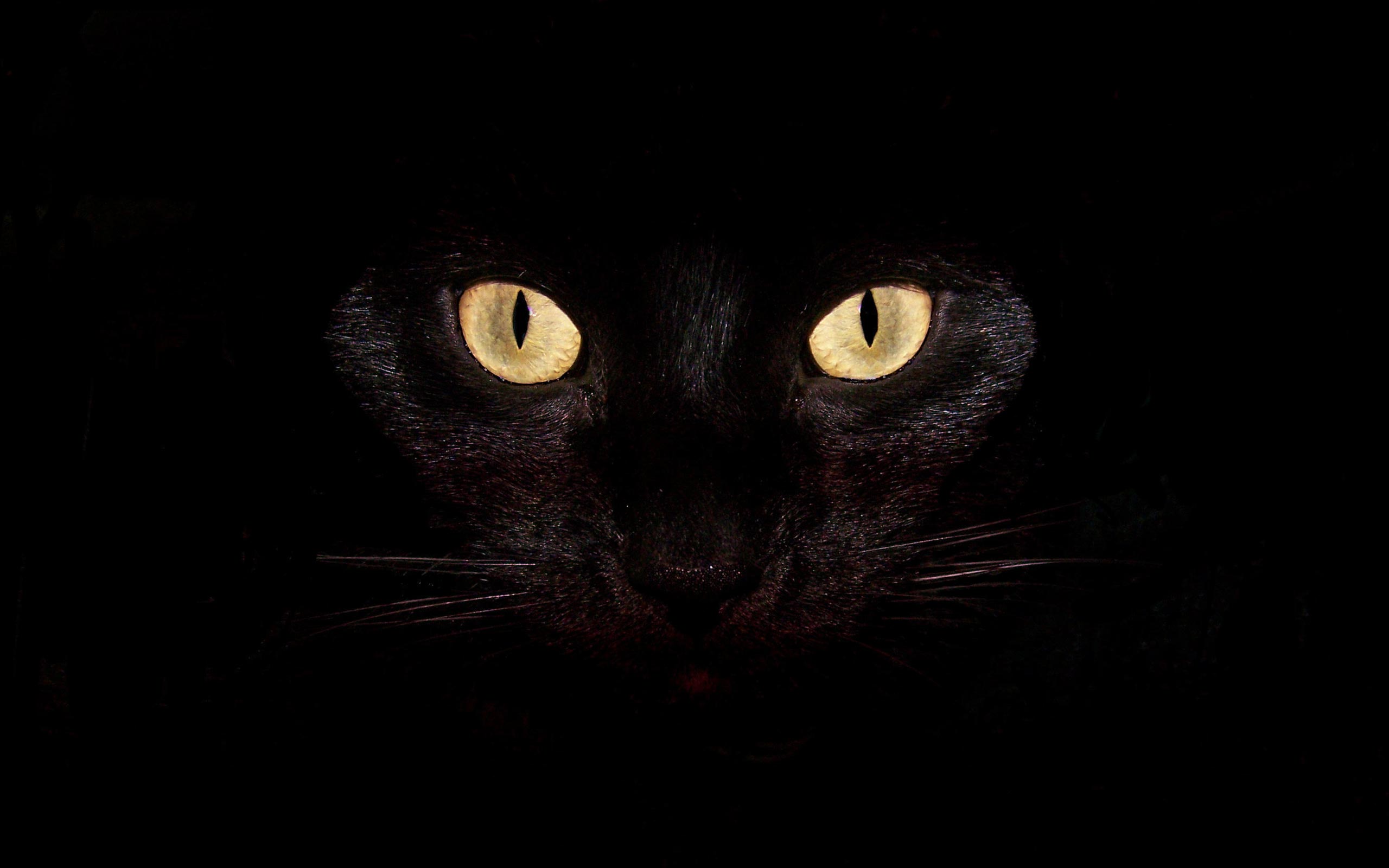 Detail Black Cat Wallpaper Nomer 6