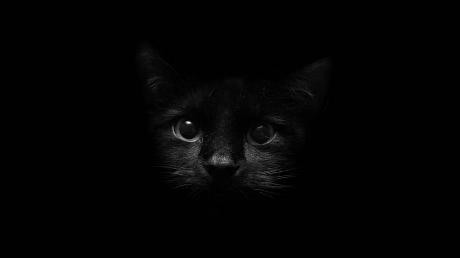Detail Black Cat Wallpaper Nomer 8
