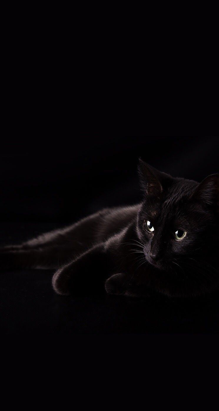 Detail Black Cat Wallpaper Nomer 9