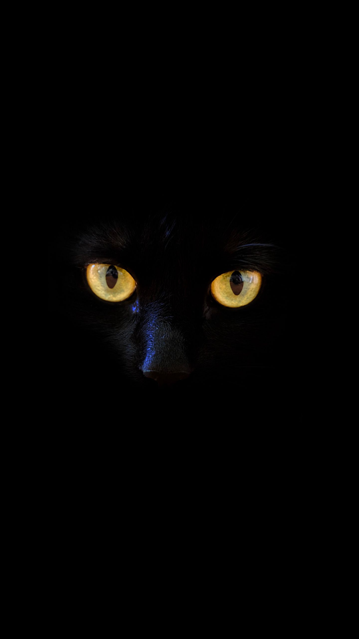Detail Black Cat Wallpaper Nomer 10