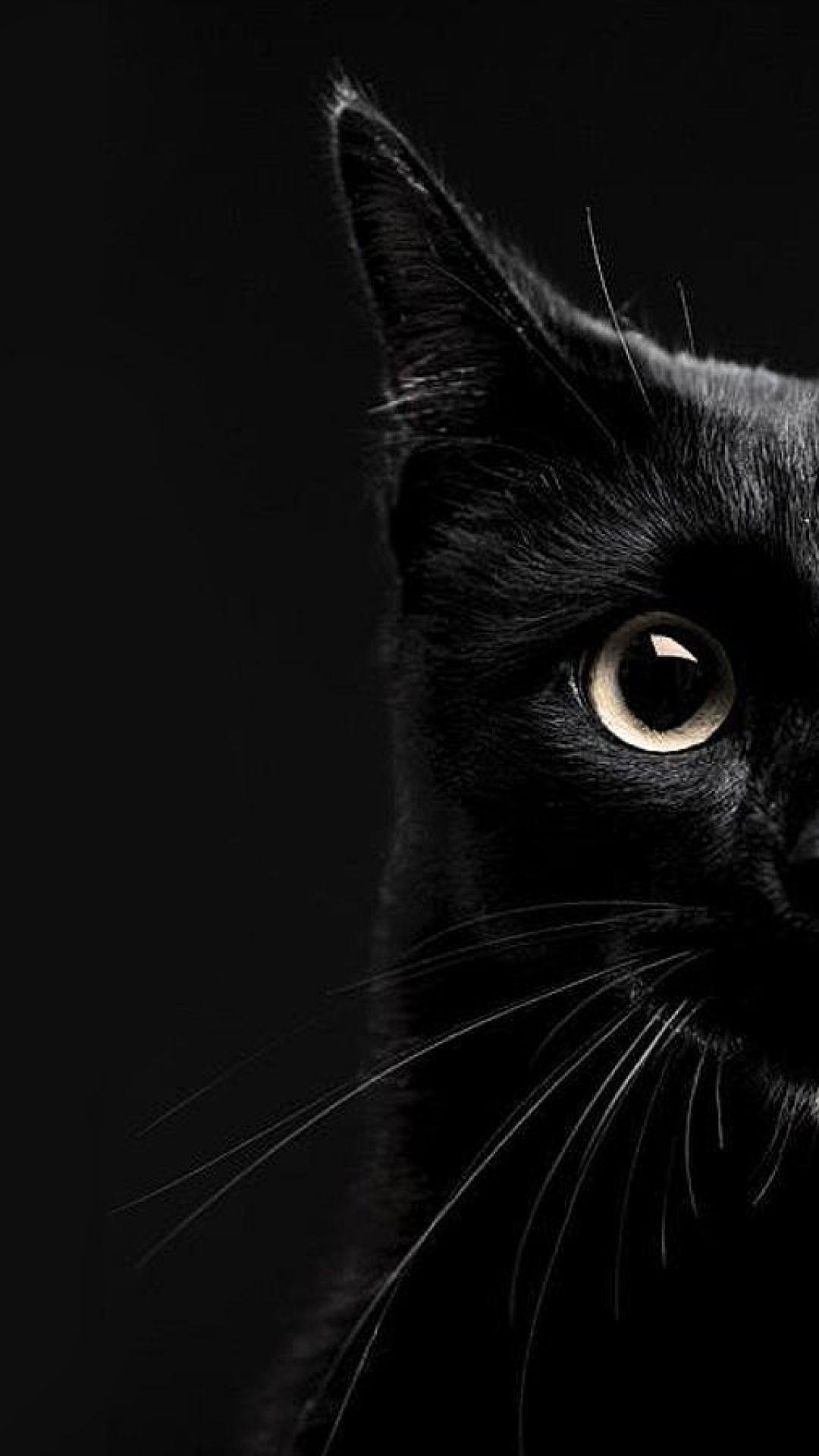 Black Cat Wallpaper Hd - KibrisPDR