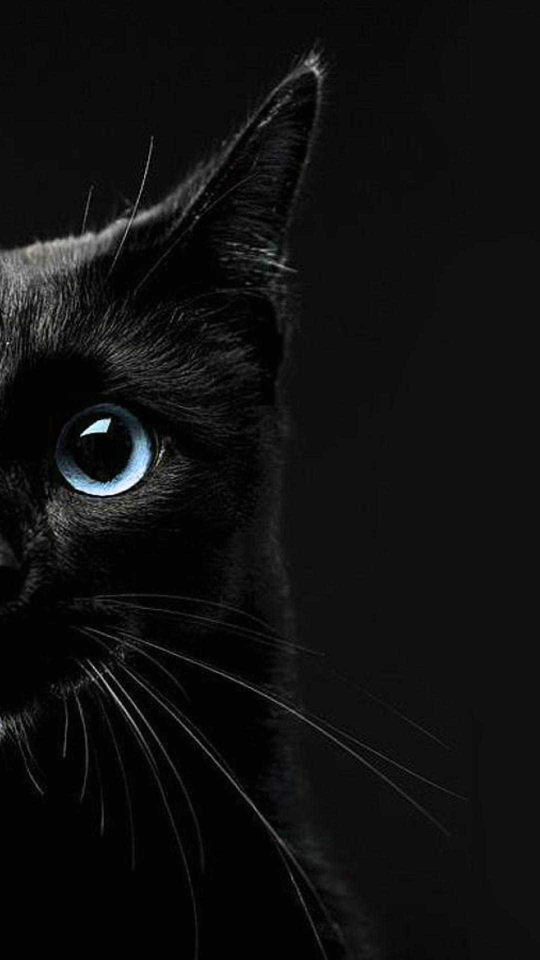 Detail Black Cat Wallpaper Hd Nomer 18