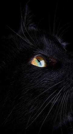 Detail Black Cat Wallpaper Hd Nomer 34