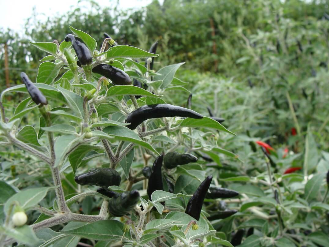 Black Cobra Pepper Scoville Scale - KibrisPDR
