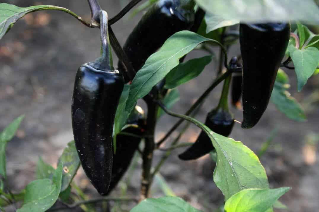 Detail Black Cobra Pepper Scoville Scale Nomer 23