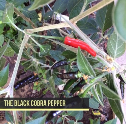 Detail Black Cobra Pepper Scoville Scale Nomer 26