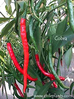 Detail Black Cobra Pepper Scoville Scale Nomer 37