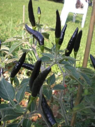 Black Cobra Pepper Seeds - KibrisPDR