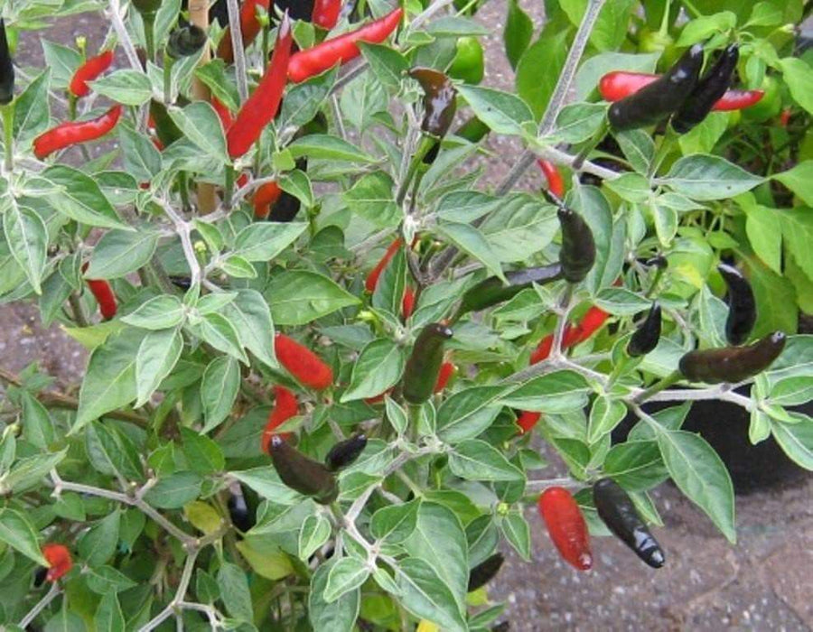 Detail Black Cobra Pepper Seeds Nomer 2