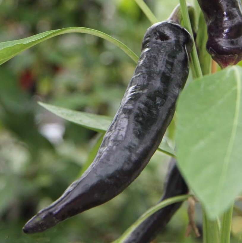 Detail Black Cobra Pepper Seeds Nomer 12