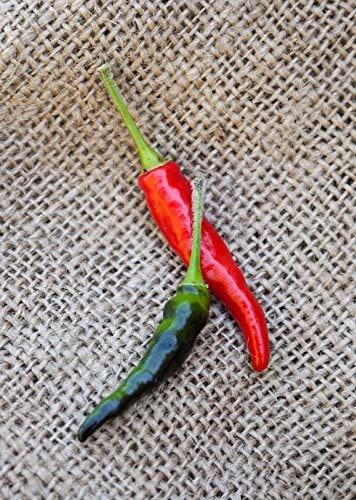 Detail Black Cobra Pepper Seeds Nomer 13