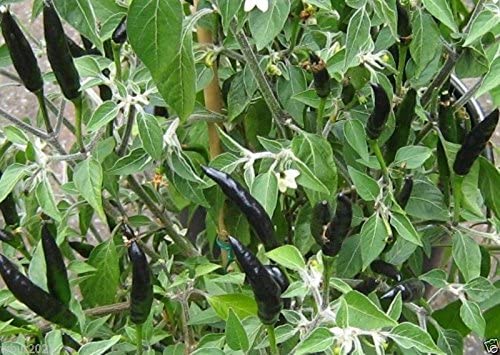 Detail Black Cobra Pepper Seeds Nomer 14