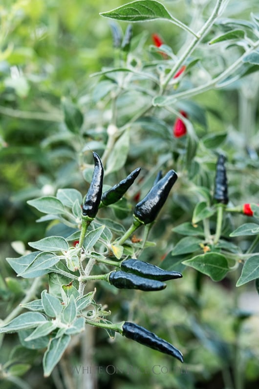 Detail Black Cobra Pepper Seeds Nomer 19