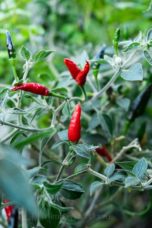 Detail Black Cobra Pepper Seeds Nomer 20