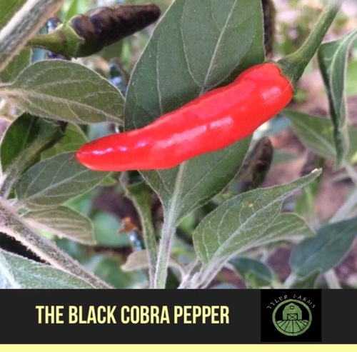 Detail Black Cobra Pepper Seeds Nomer 27