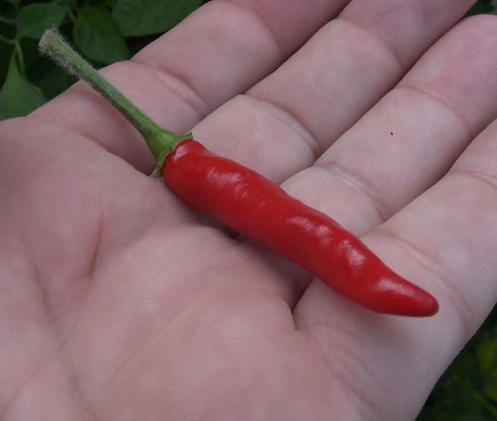 Detail Black Cobra Pepper Seeds Nomer 34