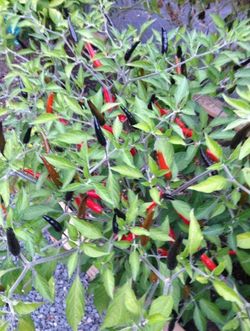 Detail Black Cobra Pepper Seeds Nomer 40