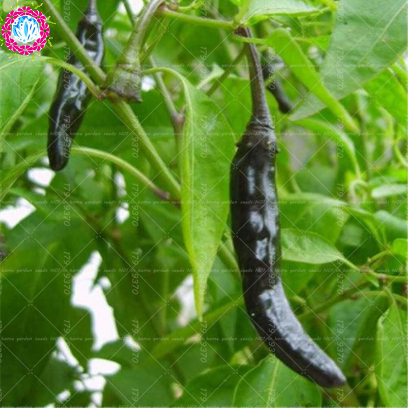 Detail Black Cobra Pepper Seeds Nomer 43