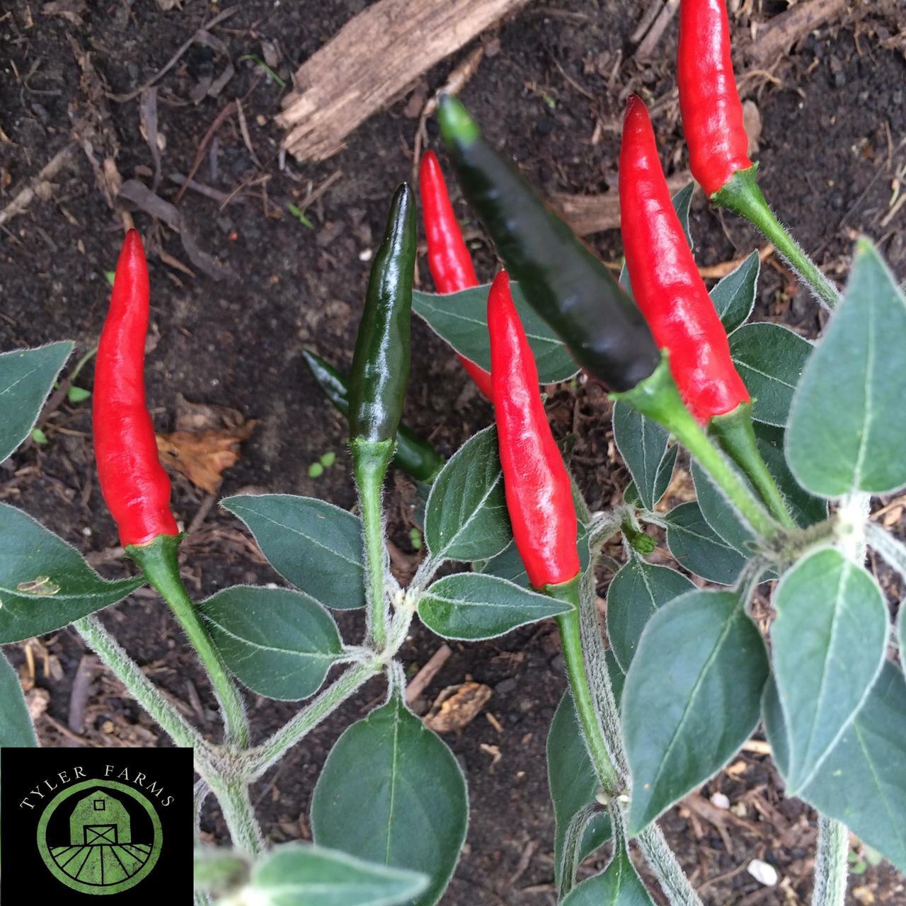 Detail Black Cobra Pepper Seeds Nomer 48