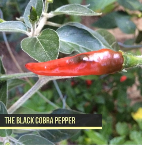 Detail Black Cobra Pepper Seeds Nomer 49