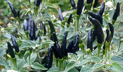 Detail Black Cobra Pepper Seeds Nomer 51