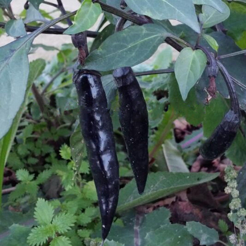 Detail Black Cobra Pepper Seeds Nomer 54