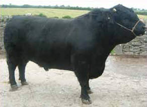 Detail Black Cow Pictures Nomer 40