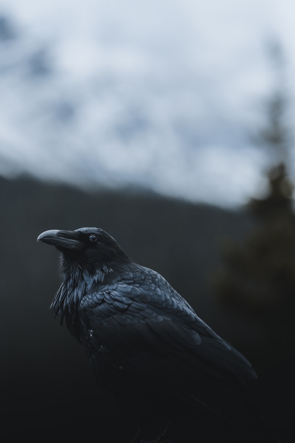 Detail Black Crow Images Nomer 13