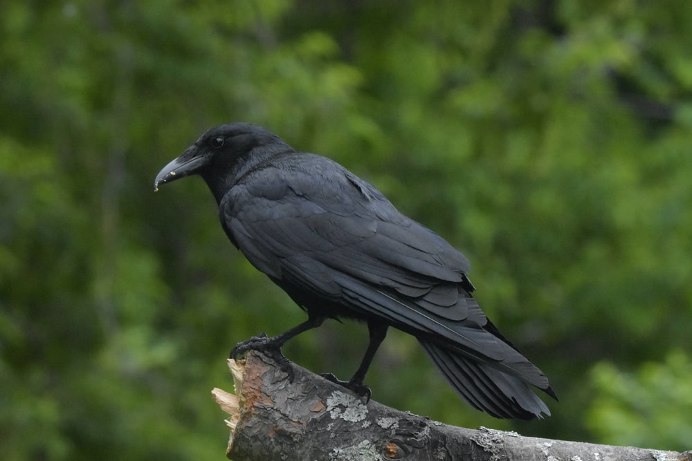 Detail Black Crow Images Nomer 27