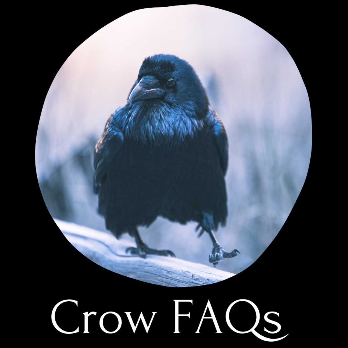 Detail Black Crow Images Nomer 49