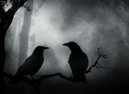 Detail Black Crow Images Nomer 51