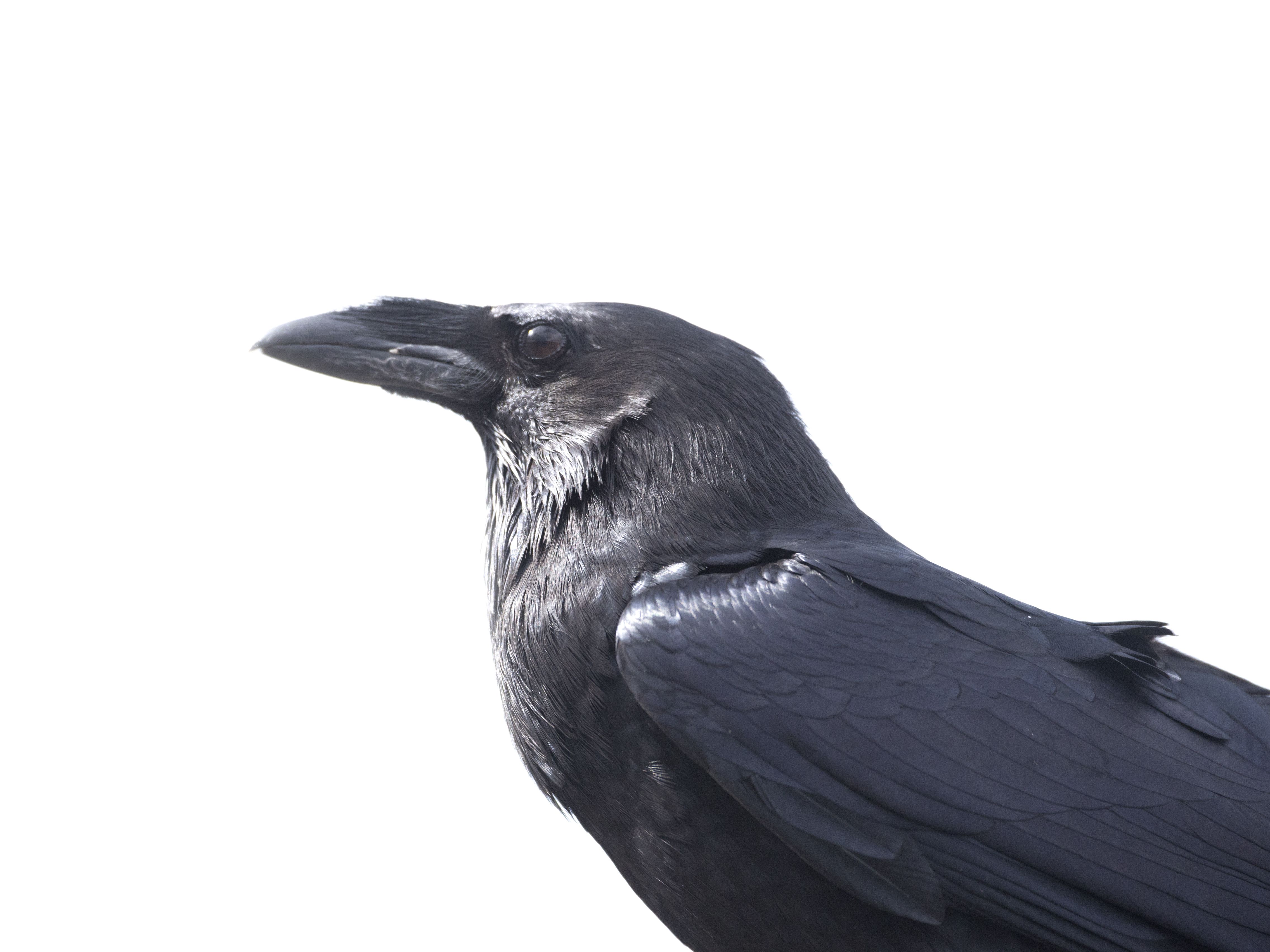 Detail Black Crow Images Nomer 54