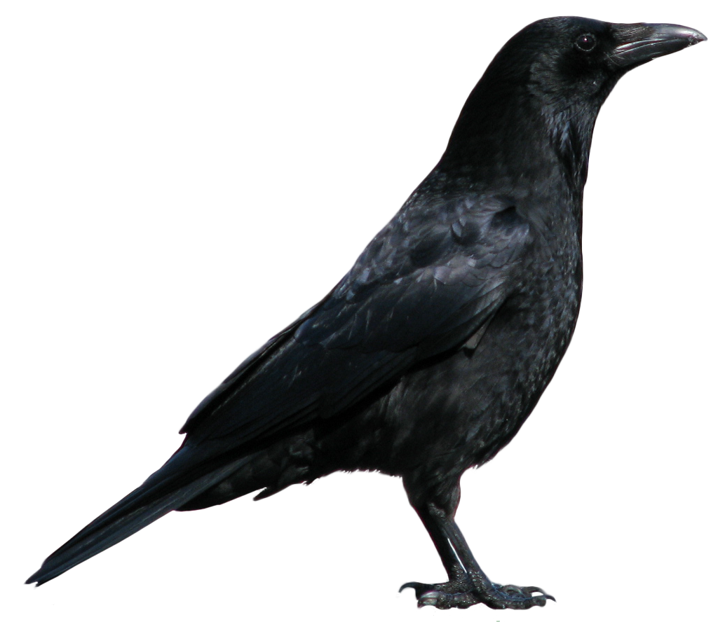 Detail Black Crow Pictures Nomer 4