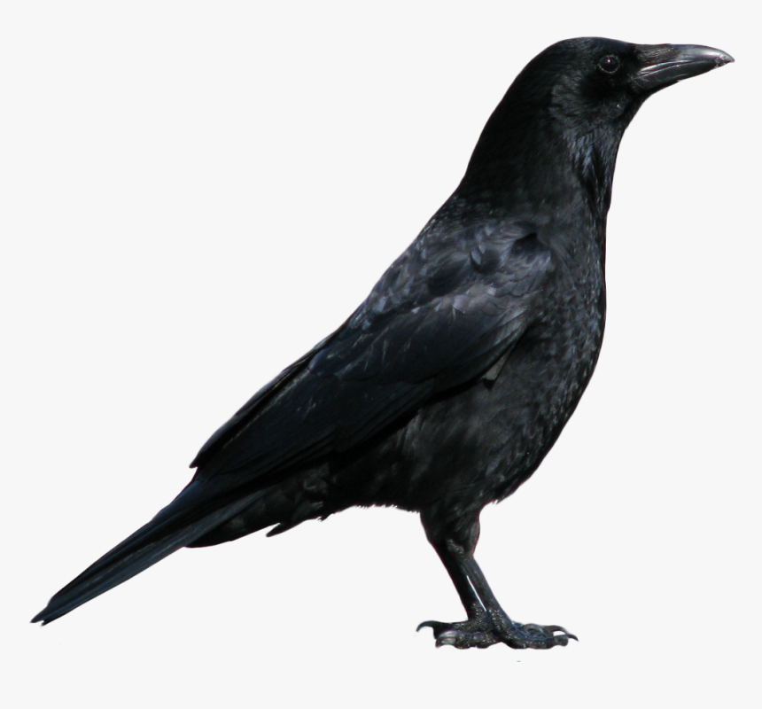 Black Crow Png - KibrisPDR