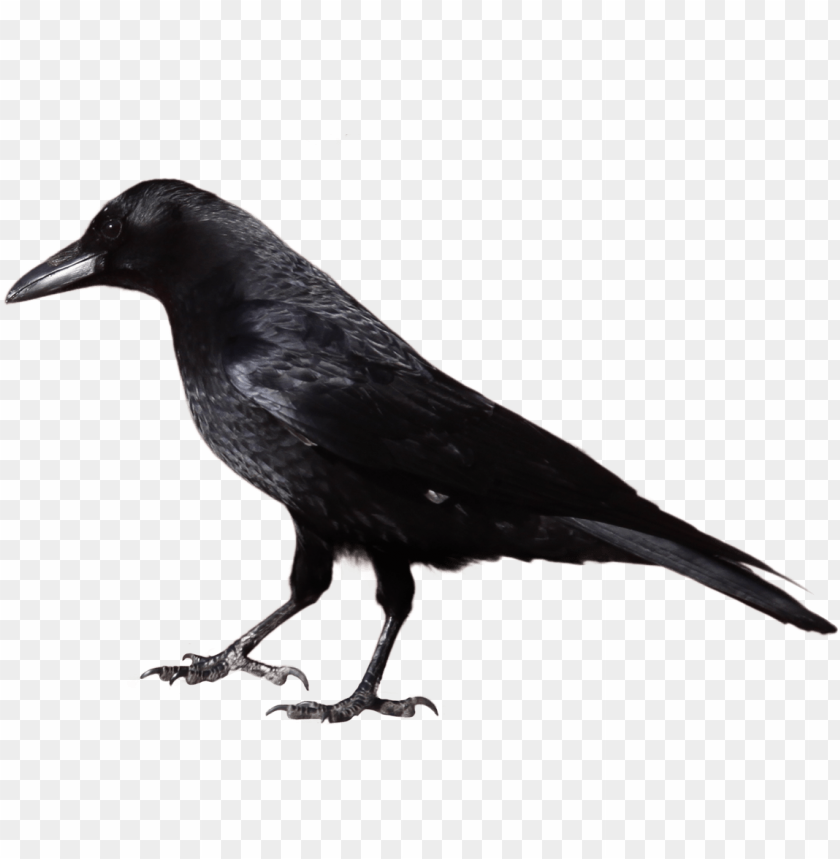 Detail Black Crow Png Nomer 2