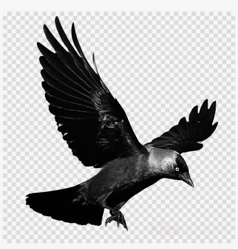 Detail Black Crow Png Nomer 10