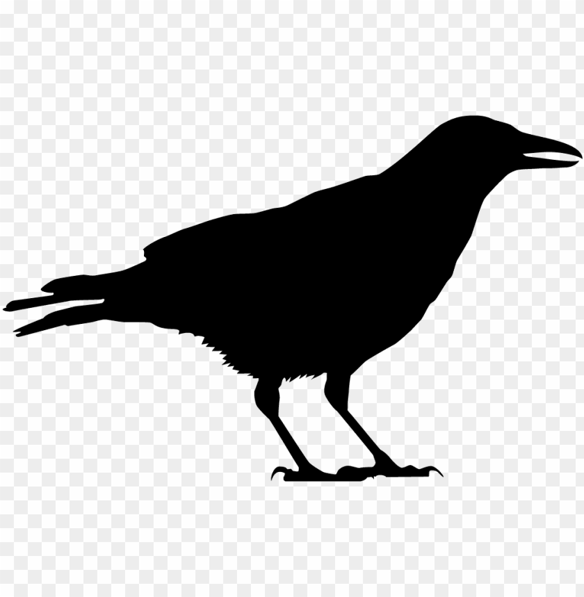 Detail Black Crow Png Nomer 11