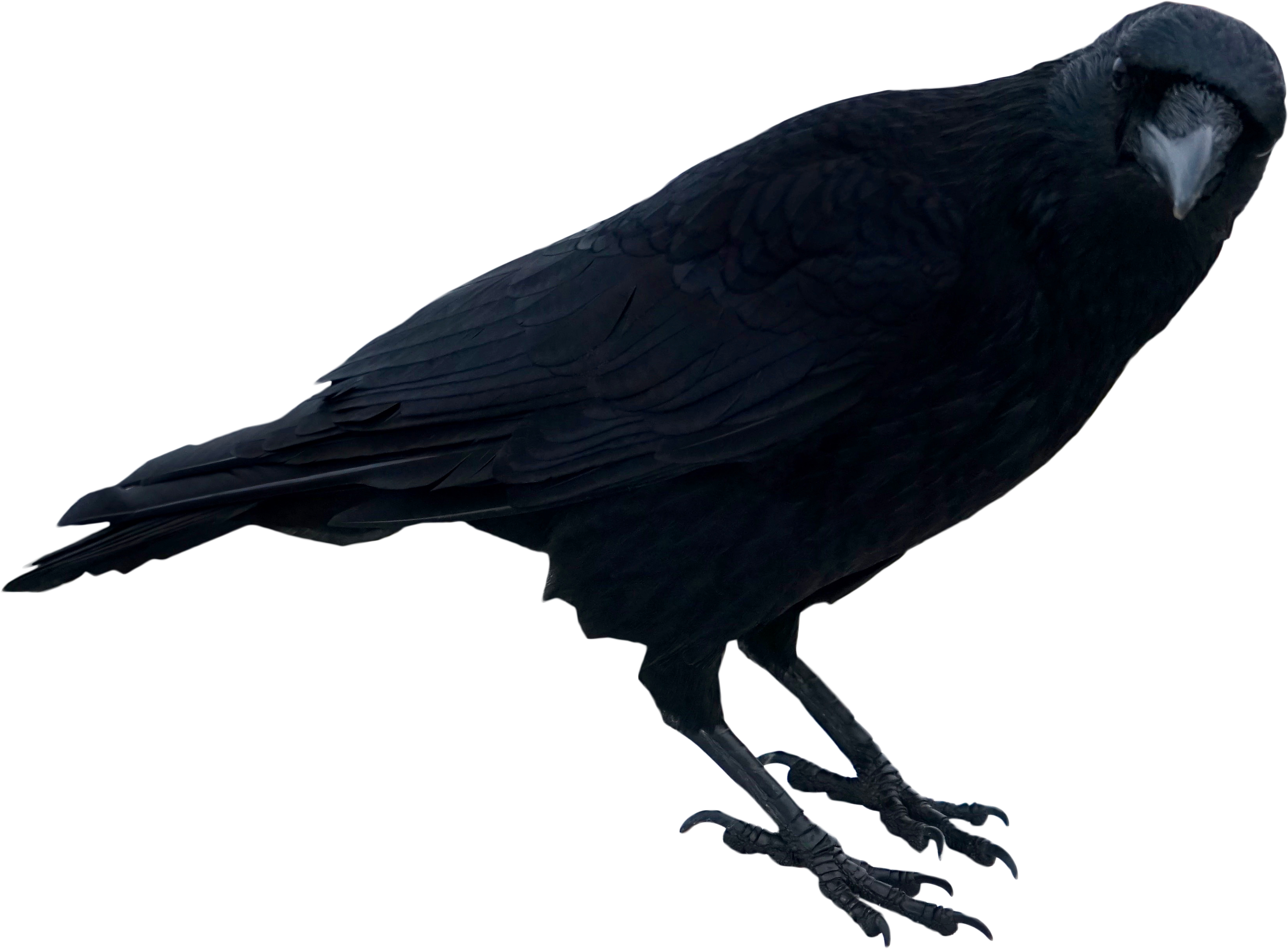 Detail Black Crow Png Nomer 17