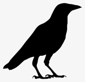 Detail Black Crow Png Nomer 3