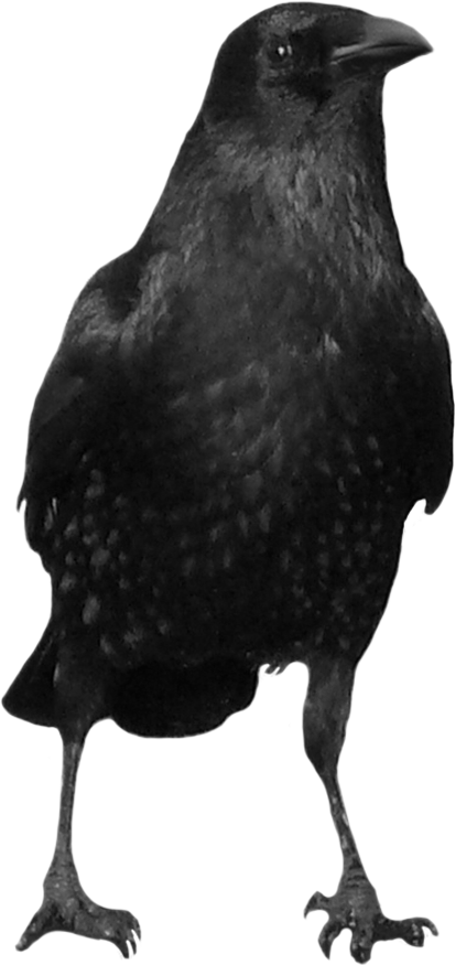 Detail Black Crow Png Nomer 21